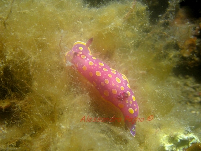 Chromodoris luteorosea (Rapp, 1827)